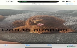 Maltipoo dogs for sale: Absolutely gorgeous maltipoo puppies  - Image 4