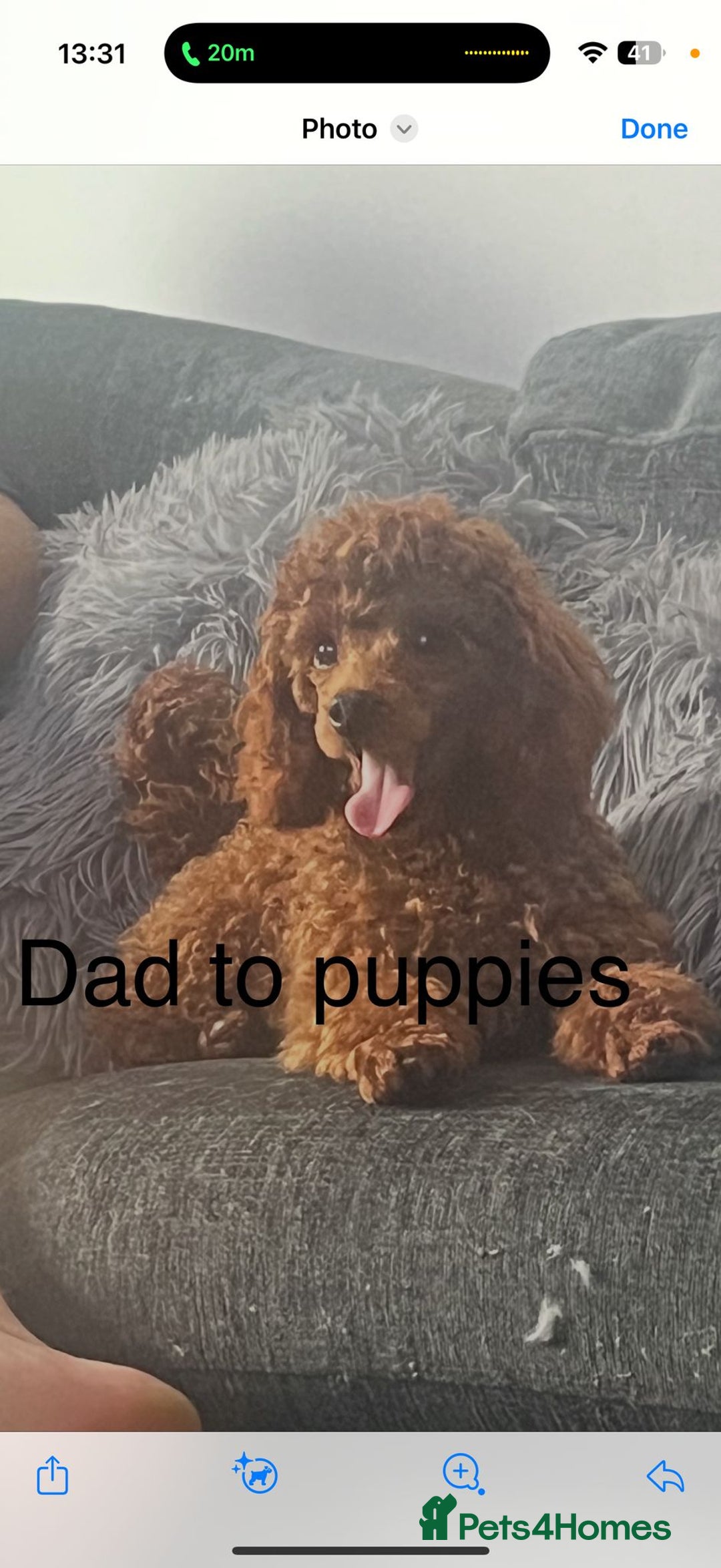 Maltipoo dogs for sale: Absolutely gorgeous maltipoo puppies  - Image 4