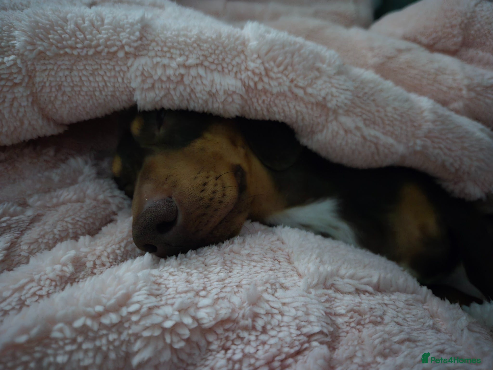 Dachshund dogs Miniature dachshund  - Advert 3