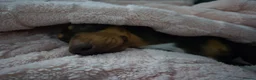 Dachshund dogs for sale: Miniature dachshund  in Peterlee - Advert 1