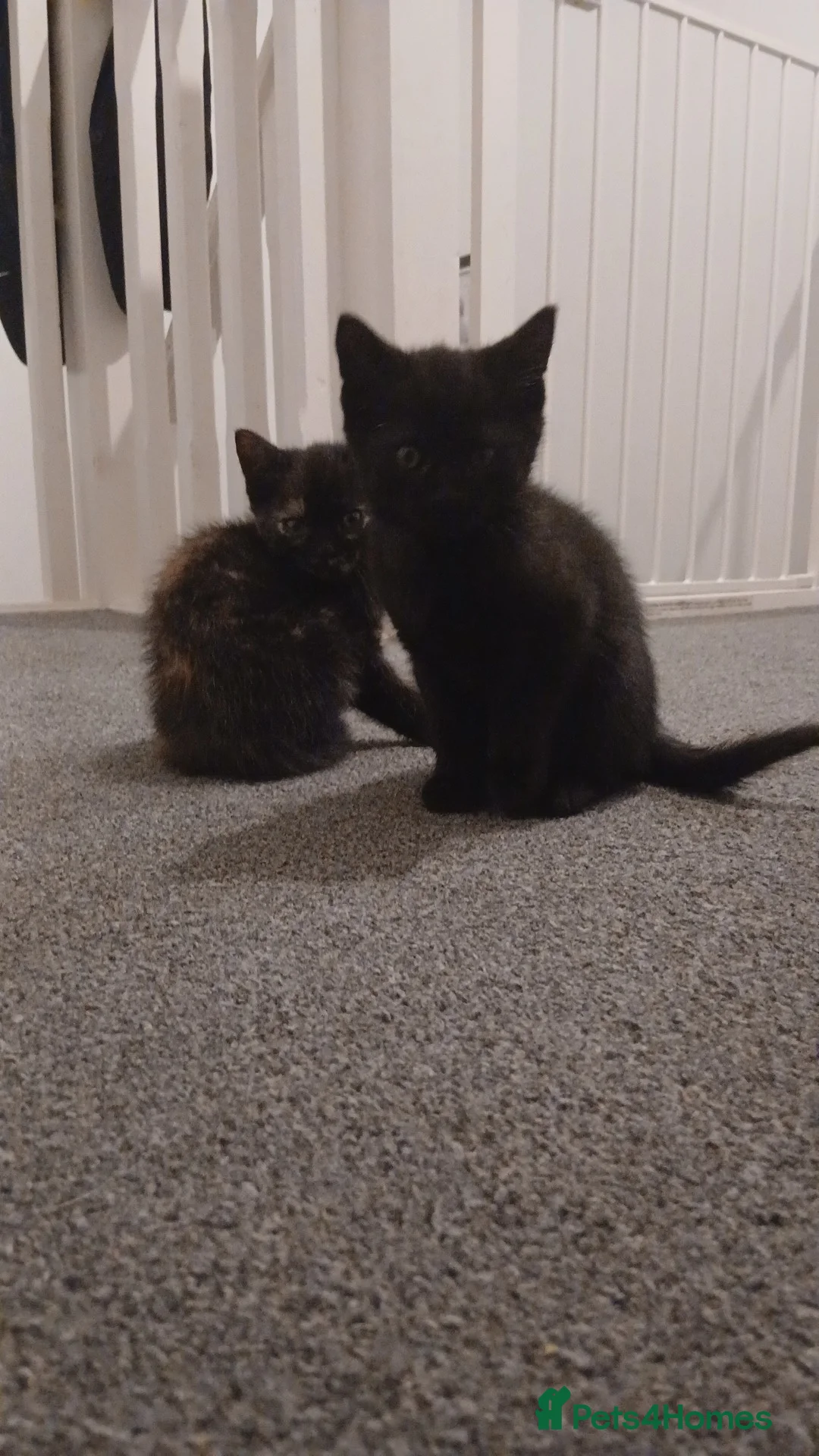 Mixed Breed cats for sale: Kittens for Sale - Advert 5