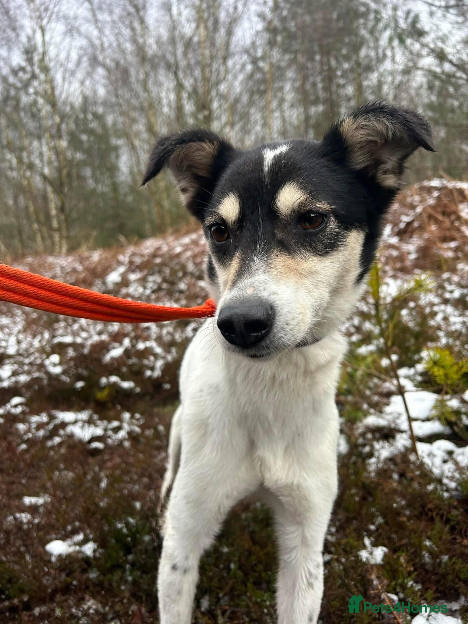 Mixed Breed dogs Pippa - Norwich Norfolk  in Norwich - Advert 9