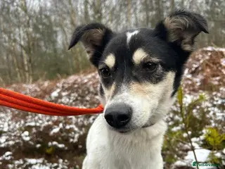 Mixed Breed dogs Pippa - Norwich Norfolk in Norwich - Advert 13