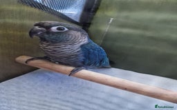 Conures birds for sale: Violet turquoise gcc - Image 1