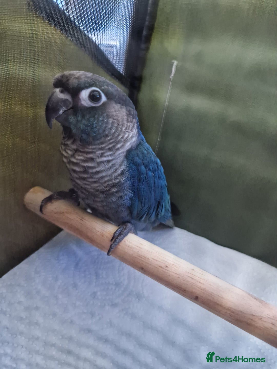 Conures birds for sale: Violet turquoise gcc - Image 1