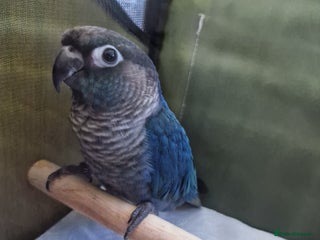 Conures birds - Advert 8