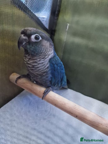 Conures birds - Advert 13