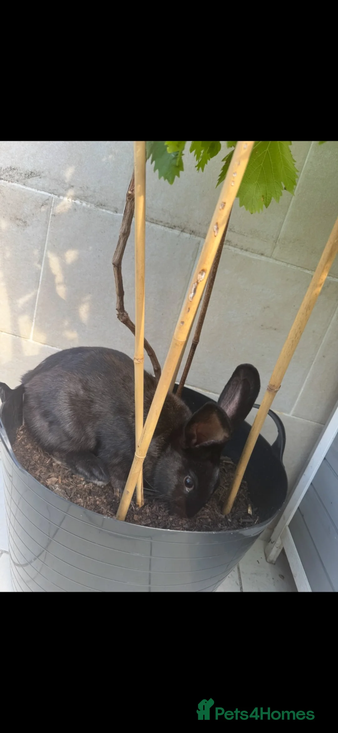Continental Giant rabbits for sale: Big boy jacky  - Advert 2