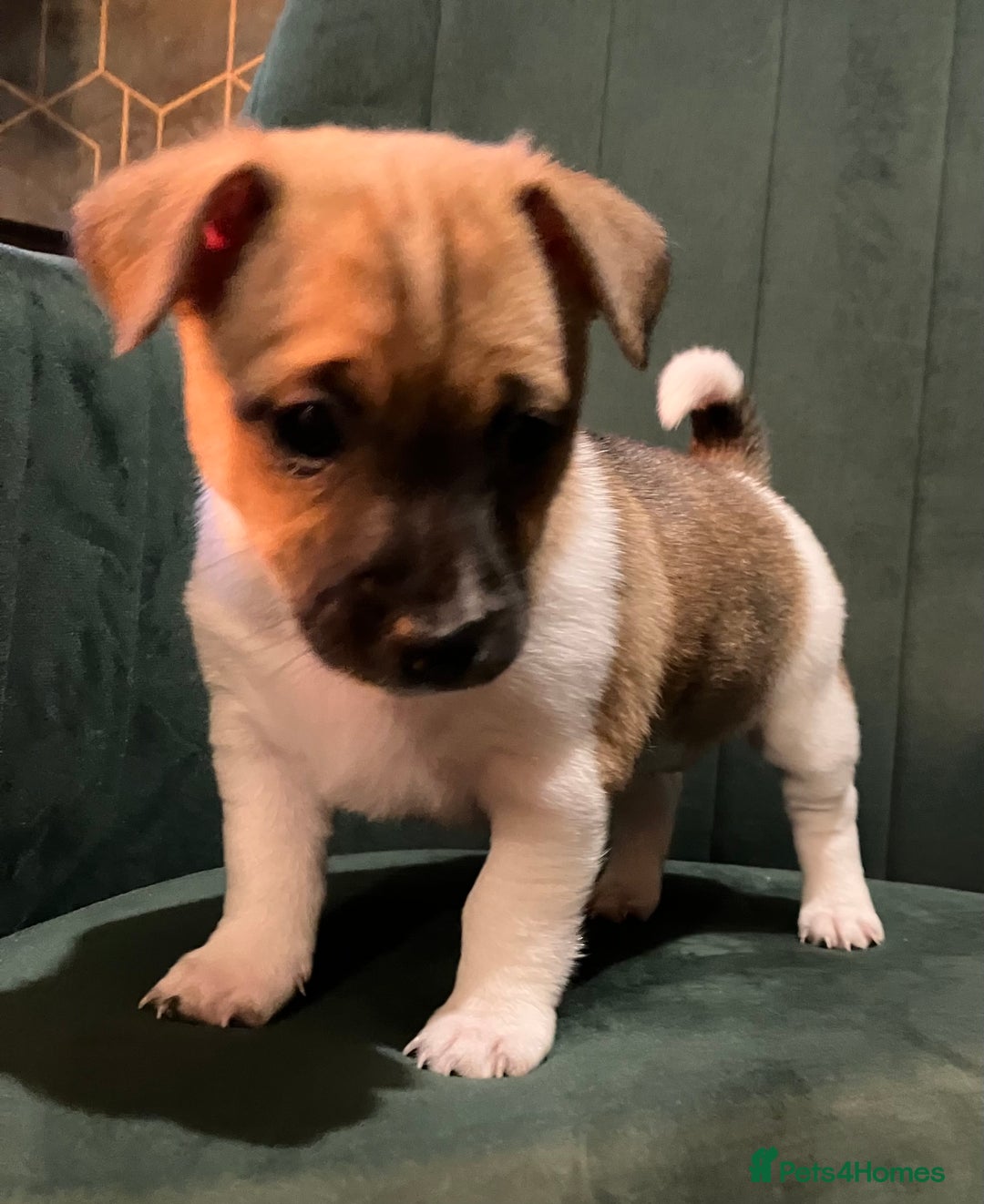 Jack Russell dogs for sale: Jack Russell girl puppies x2 - Advert 5