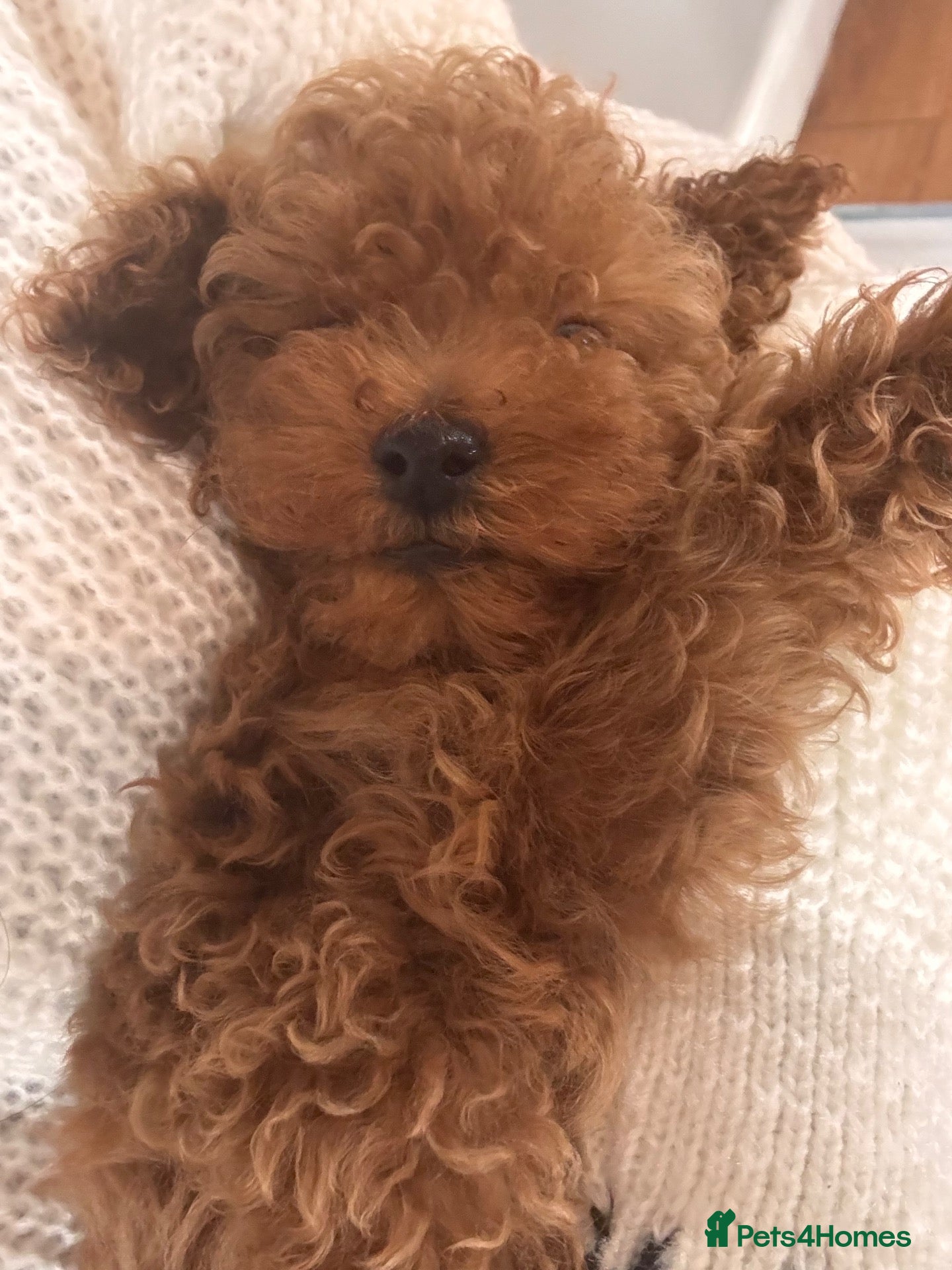 Miniature Poodle dogs Ready to leave now 🐾 Miniature poodle puppies.  - Advert 3
