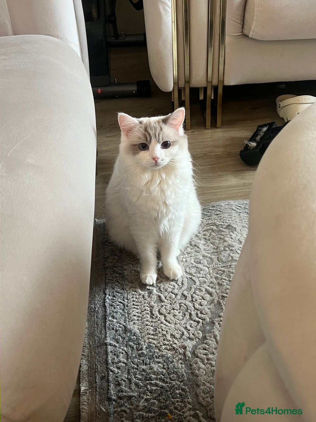 Ragdoll cats for sale: Beautiful affectionate pedigree ragdoll kittens 💙 - Advert 1