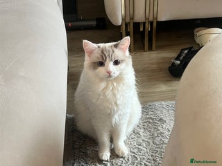 Ragdoll cats Beautiful affectionate pedigree ragdoll kittens 💙 - Advert 1