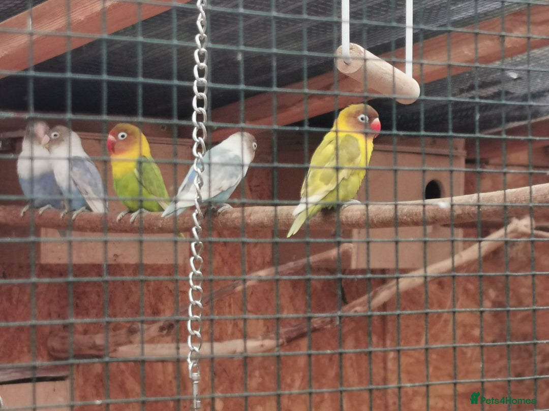 Lovebirds birds for sale: Lovebirds - Image 2