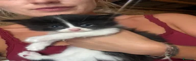 Mixed Breed 4