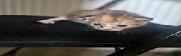 Mixed Breed cats for sale: 3 kittens - Advert 3