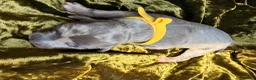Mixed Breed dogs for sale: Italian Greyhound x Whippet puppys - Advert 7