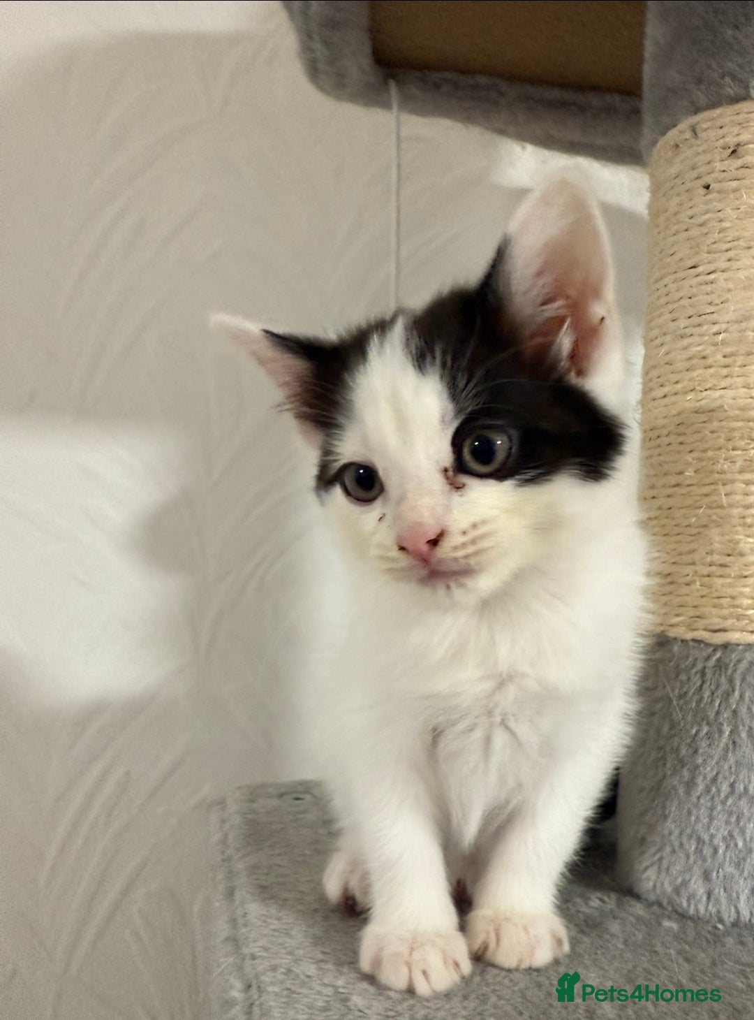 Mixed Breed cats for sale: 2 female kittens for sale  - Image 3
