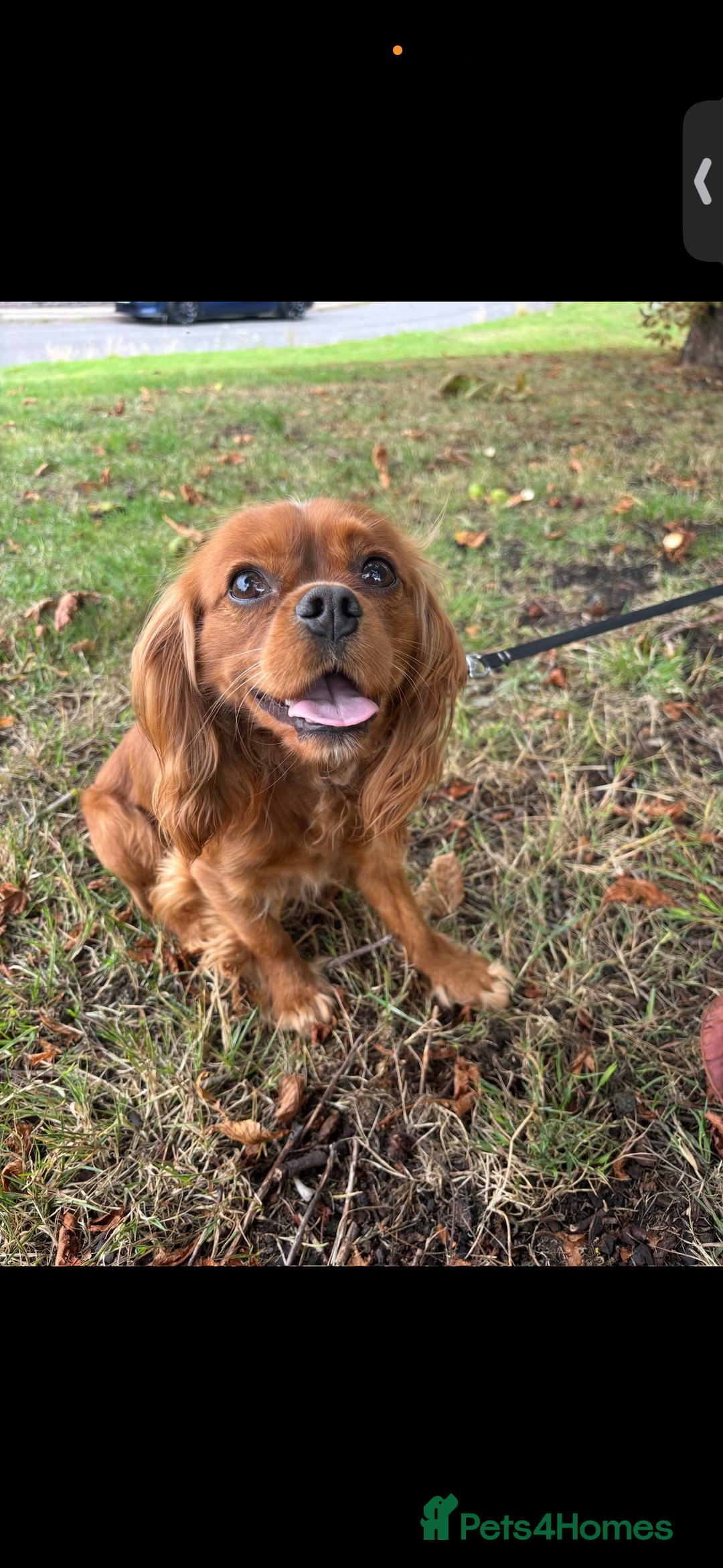 Cavalier King Charles Spaniel dogs for sale: King Charles cavalier rehome  - Advert 1