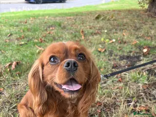 Cavalier King Charles Spaniel dogs King Charles cavalier rehome - Advert 16