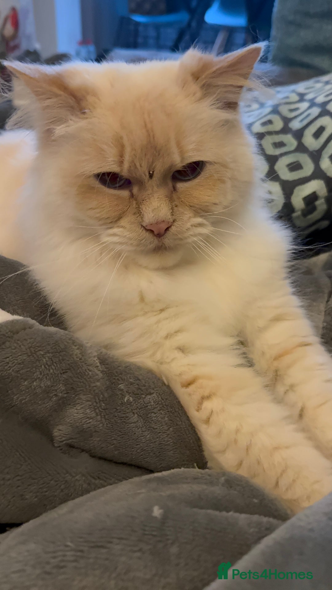 Ragdoll cats for sale: female ragdoll adult - Image 2