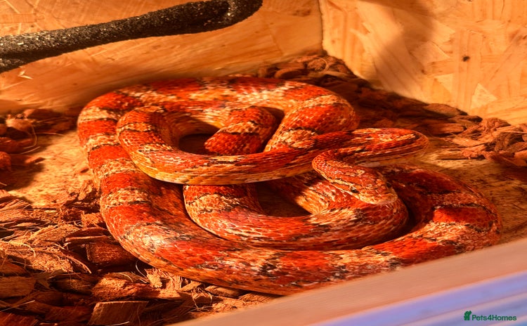 Corn Snake reptiles - Advert 2