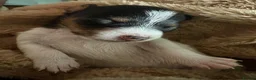Jack Russell dogs for sale: Stunning Jack Russell puppies - Advert 13