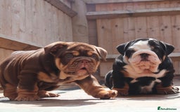 English Bulldog dogs for sale: 2 Gorgeous English Bulldog Pups 🩷 - Image 20