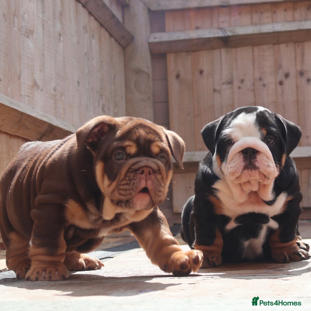 English Bulldog dogs for sale: 2 Gorgeous English Bulldog Pups 🩷 - Image 20