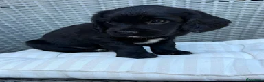 Sprocker 9