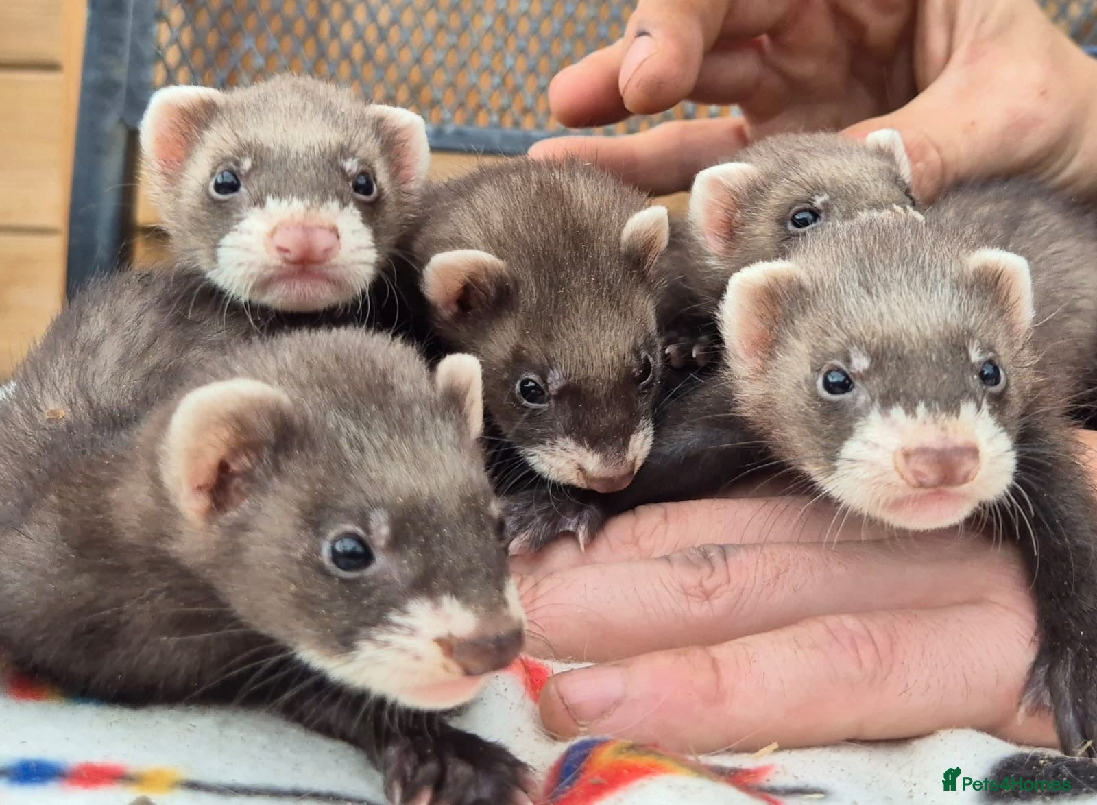 Ferret rodents Micro eu polecats ferrets ready to leave Friday  - Advert 3
