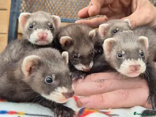 Ferret rodents Micro eu polecats ferrets ready to leave Friday - Advert 3