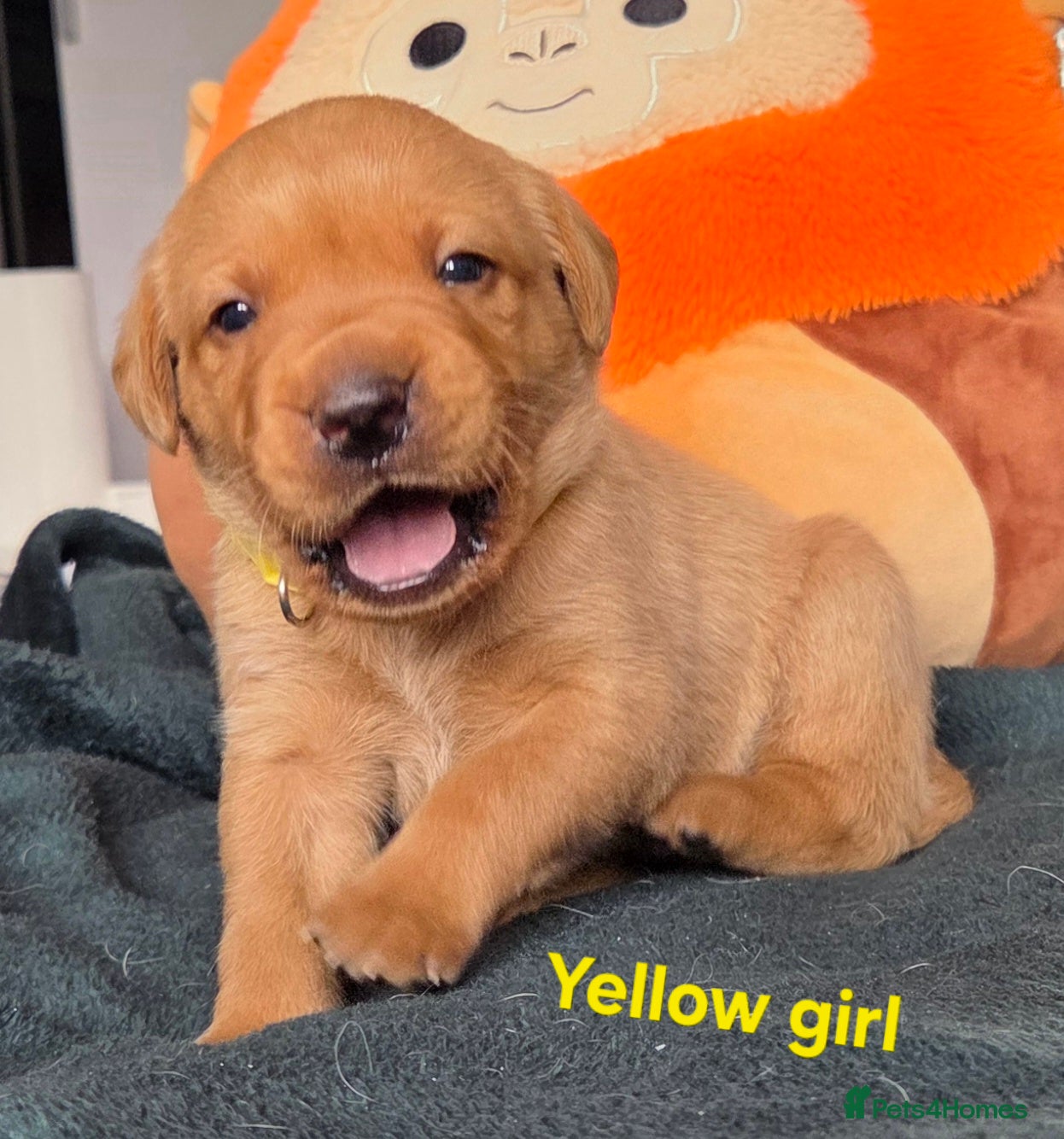 Labrador Retriever dogs Working gundog fieldtrial champions bloodline  - Advert 1