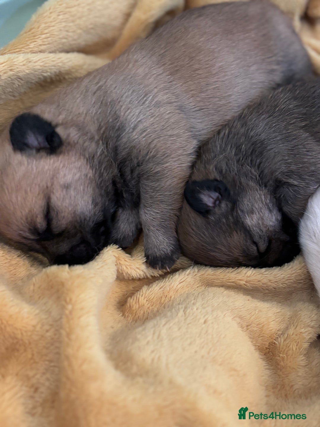 Mixed Breed dogs for sale: Jackaranian puppies - Advert 14