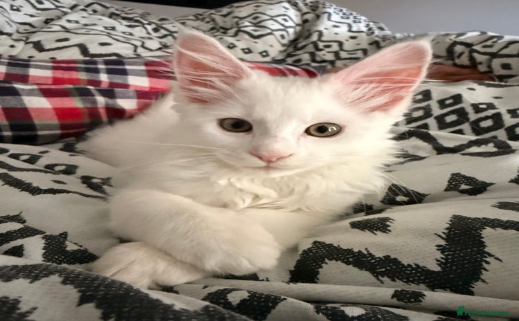 Maine Coon cats - Advert 3