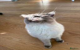 Ragdoll cats for stud: Beautiful and gentle Ragdoll for stud  - Image 4