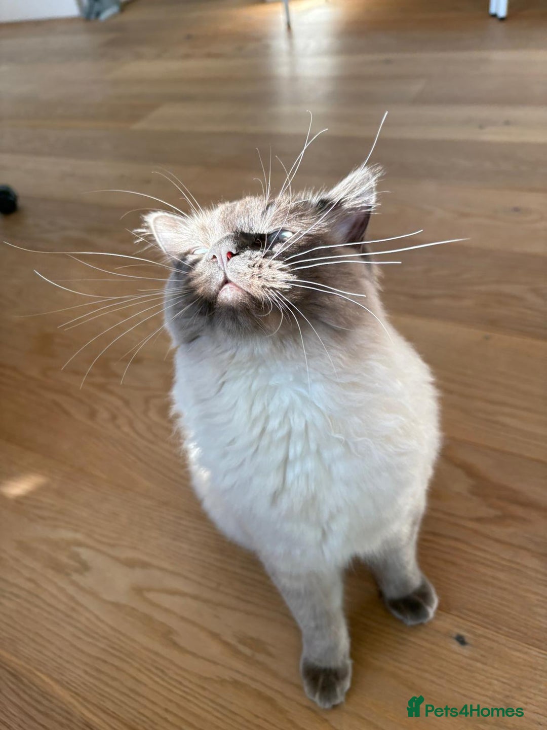 Ragdoll cats for stud: Beautiful and gentle Ragdoll for stud  - Image 4