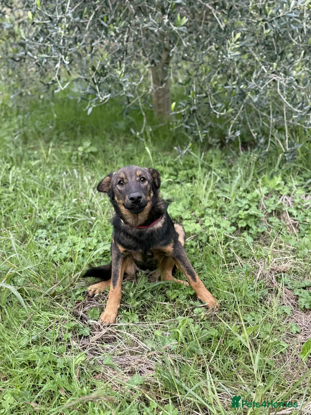 Mixed Breed dogs for adoption: Reim! - Advert 4