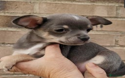 Chihuahua dogs for sale: Chihuahua - Image 5