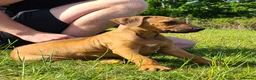 Rhodesian Ridgeback dogs for sale: Gentlemen of the Savanna. - Advert 12
