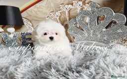 Maltese dogs for sale: Emperatrice Maltese-Korean Line Show Maltese KC Re - Image 7