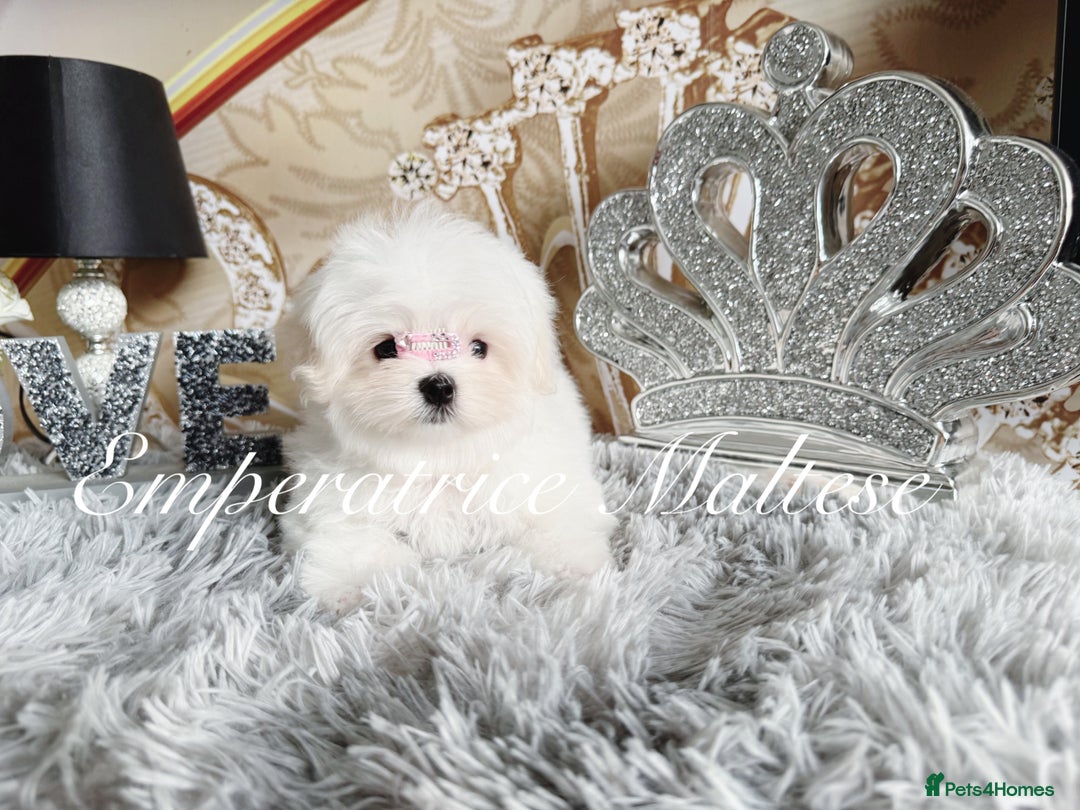 Maltese dogs for sale: Emperatrice Maltese-Korean Line Show Maltese KC Re - Image 7