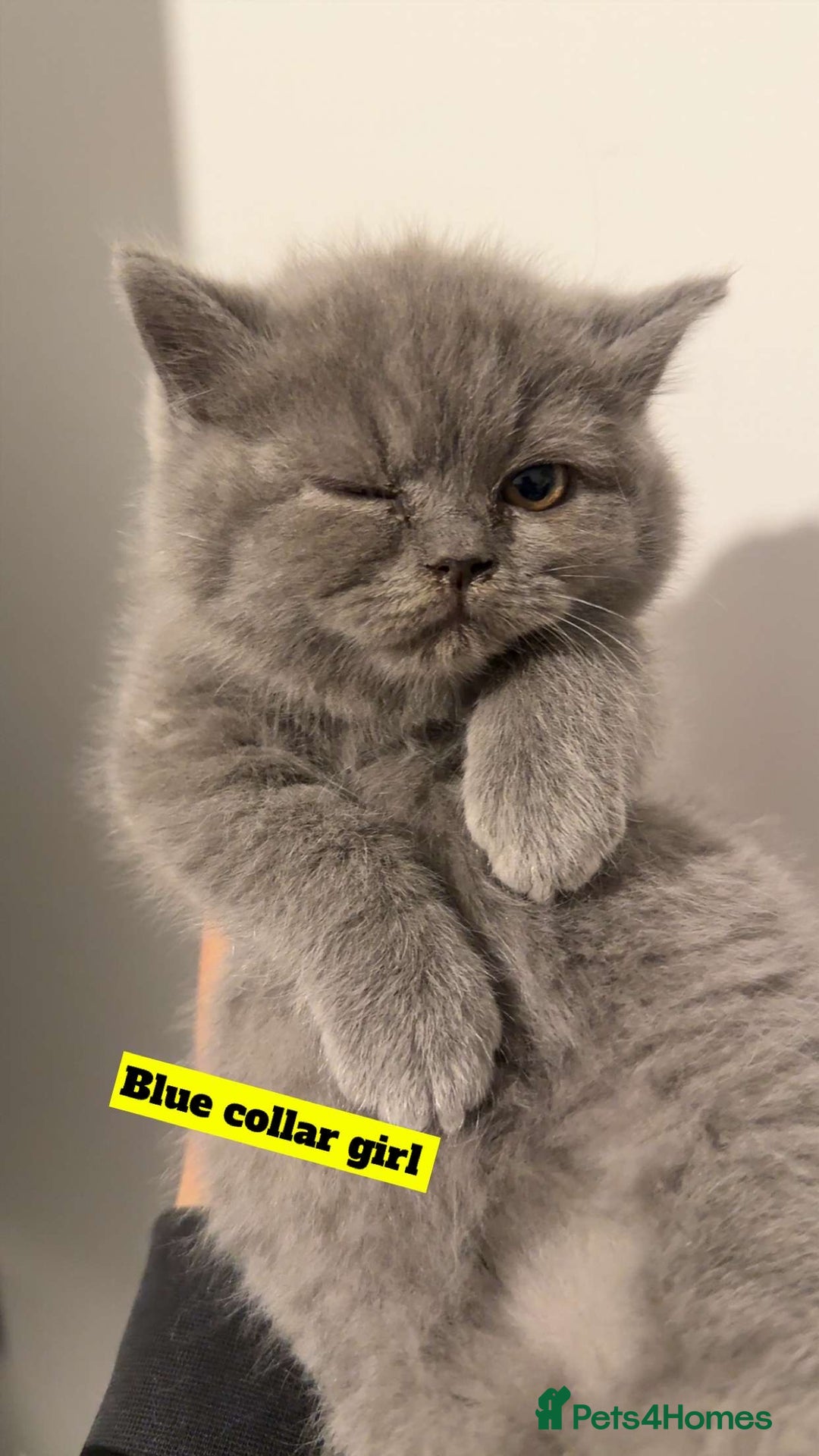 British Shorthair cats for sale: Full pedigree. Bsh kittens  - Advert 2