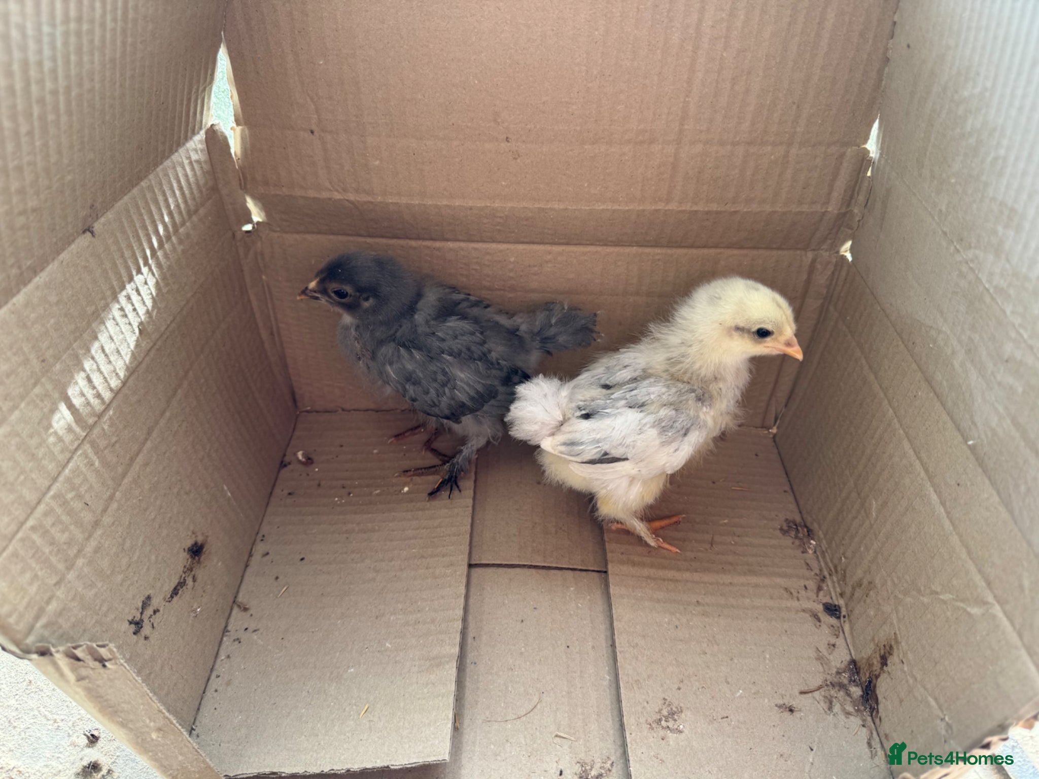 Chickens poultry 2 week old chicks  - Advert 2