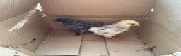 Chickens poultry for sale: 5 week old chicks  - Advert 2