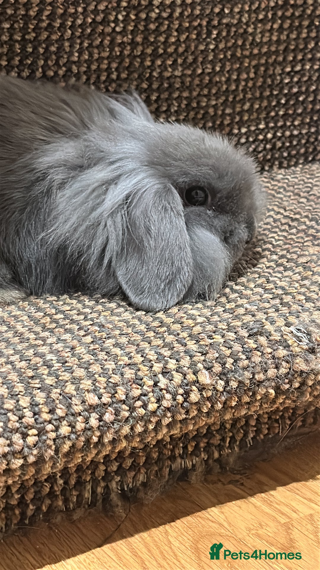Mini Lop rabbits for sale: Grey female mini lop baby rabbit  - Advert 7