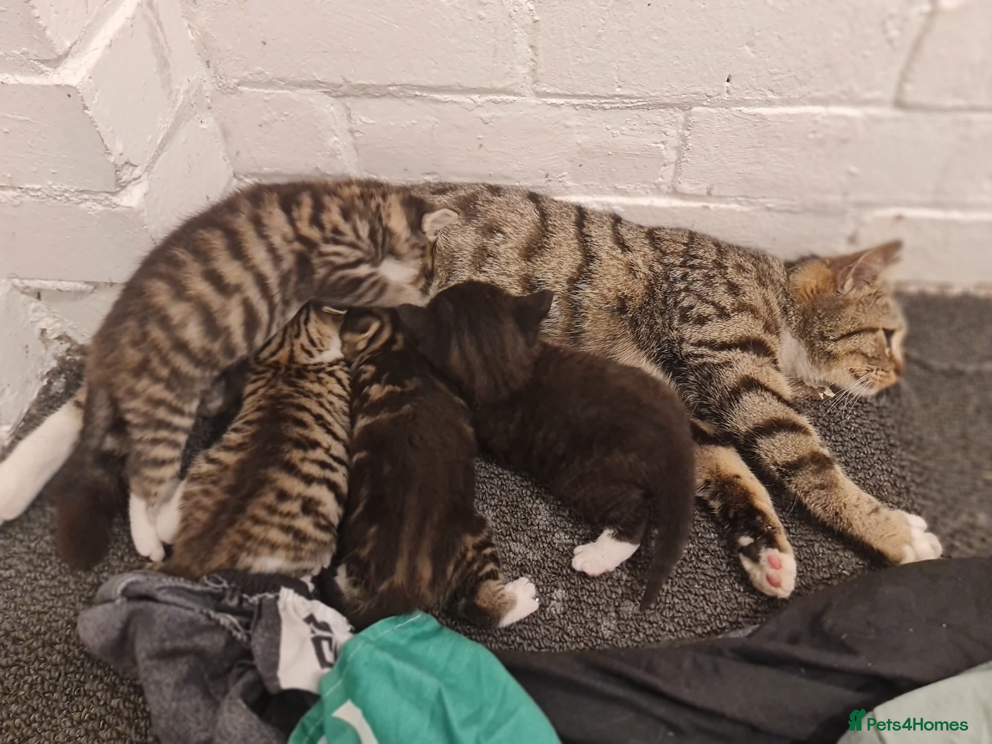 Mixed Breed cats 💖 Gorgeous British Shorthair Mix Kittens –  🐾 - Advert 2