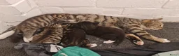 Mixed Breed cats for sale: 💖 Gorgeous British Shorthair Mix Kittens –  🐾 in Peterborough - Advert 2