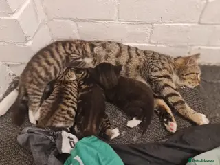 Mixed Breed cats 💖 Gorgeous British Shorthair Mix Kittens – 🐾 - Advert 2