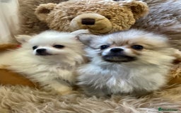 Pomeranian dogs for sale: Adorable Pomeranian puppies  - Image 5