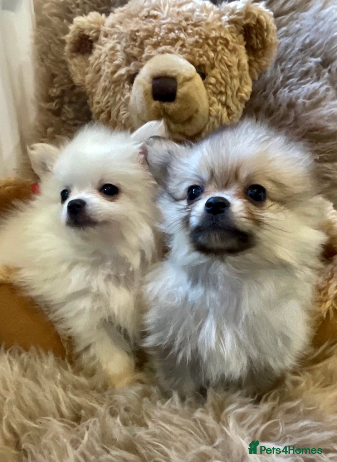 Pomeranian dogs for sale: Adorable Pomeranian puppies  - Image 5